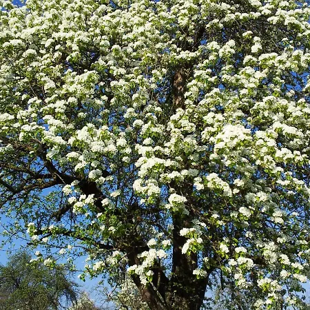 Schoenbuchjuwel Walddorf (Baden-Wurttemberg)